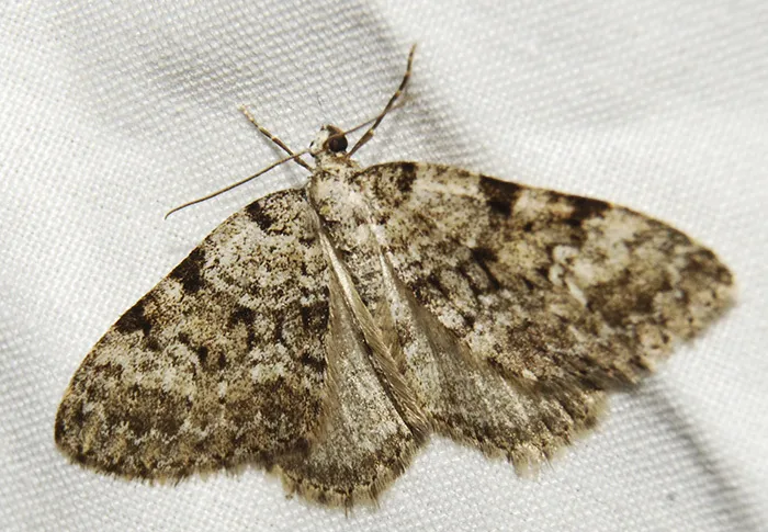 Perizoma oxygramma - Hodges#7323 - photo 2