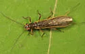 Perlesta nitida