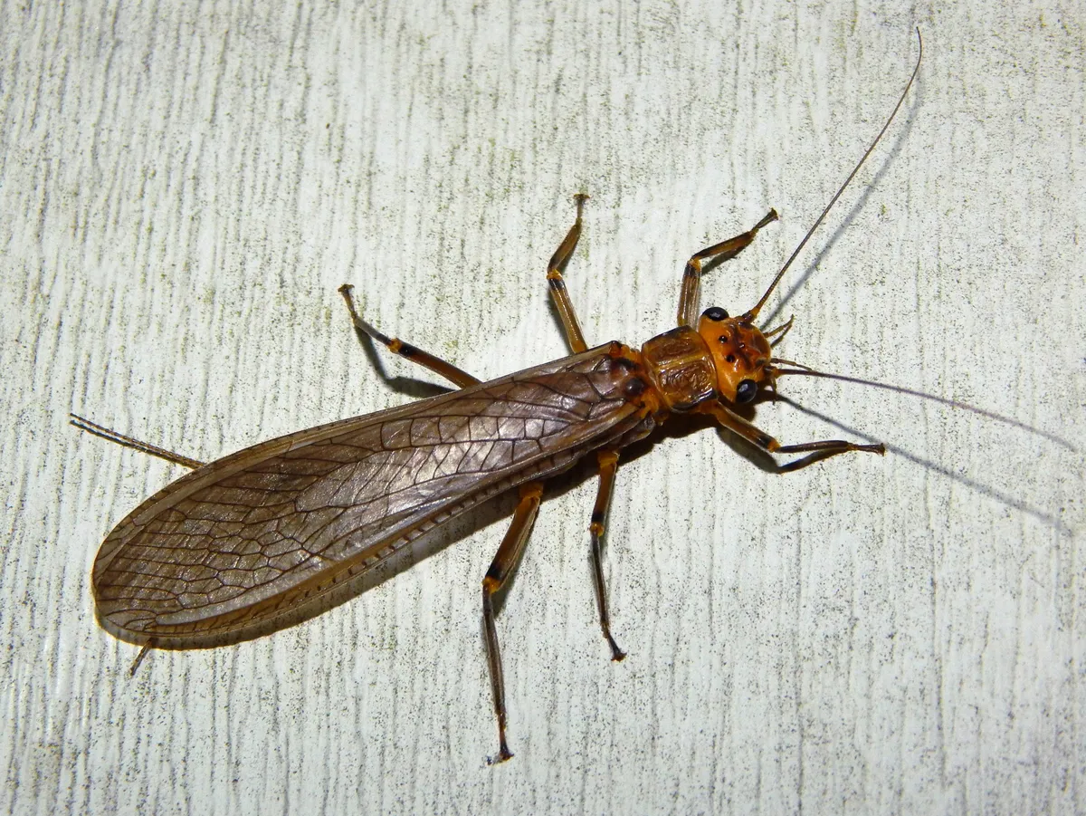 Common Stoneflies - photo 3