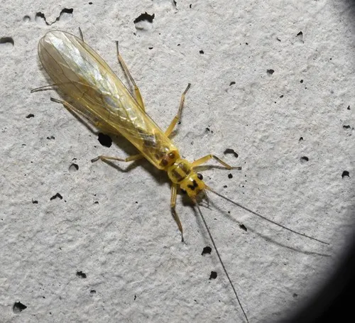 Perlodid Stoneflies - photo 2