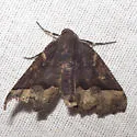Hubner's Pero - Hodges#6748 - photo 3