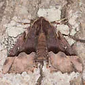 Hubner's Pero - Hodges#6748 - photo 4