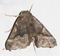Pero astapa - Hodges#6747.1