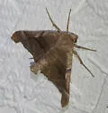 Pero astapa - Hodges#6747.1 - photo 2
