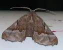 Pero astapa - Hodges#6747.1 - photo 3