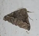 Pero astapa - Hodges#6747.1 - photo 5