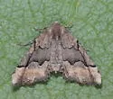 Pero behrensaria - Hodges#6760 - photo 4