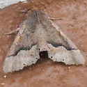 Pero catalina - Hodges#6762.2