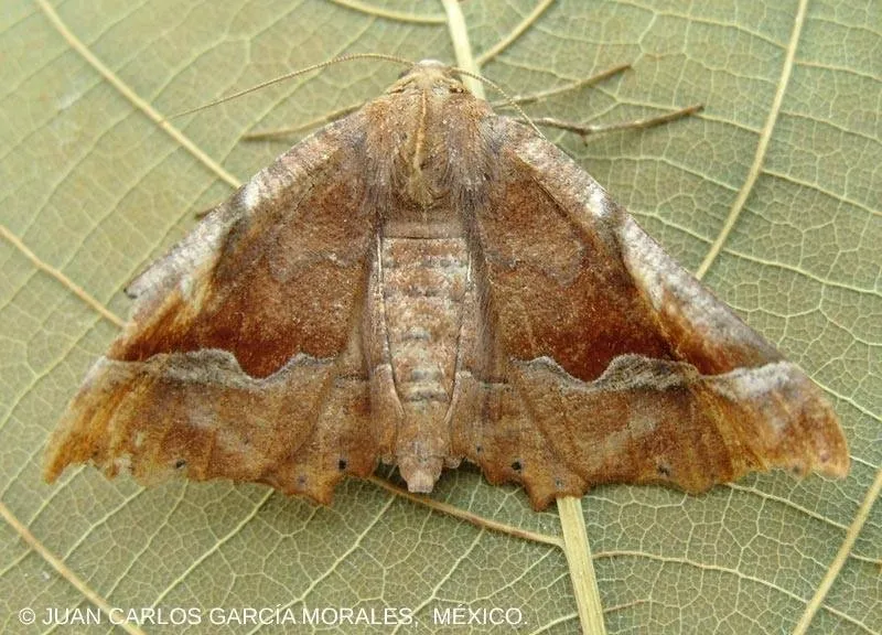Pero flavisaria - Hodges#6751 - photo 2