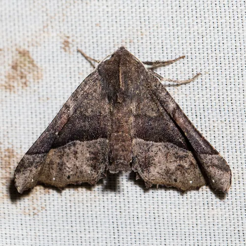 McDunnough's Pero - Hodges#6758