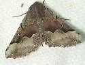 Pero modesta - Hodges#6759 - photo 4