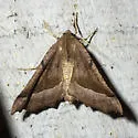 Pero zalissaria - Hodges#6752 - photo 5