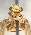 Peronyma quadrifasciata