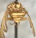 Peronyma quadrifasciata - photo 2