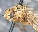 Peronyma quadrifasciata - photo 3