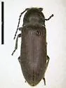 Perothops cervinus
