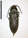 Perothops muscidus