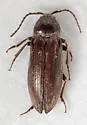 Perothops muscidus - photo 2