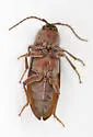 Perothops muscidus - photo 3