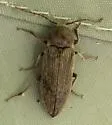 Perothops muscidus - photo 5