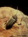 Perothops witticki