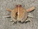 Mottled Purse Crab
