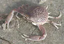Mottled Purse Crab - photo 2