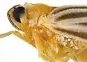 Persis arizonensis