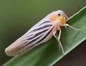 Persis arizonensis - photo 2