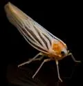 Persis arizonensis - photo 4