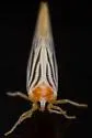 Persis arizonensis - photo 5
