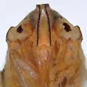 Persis ferox - photo 3