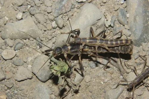 Peruphasma pentlandi