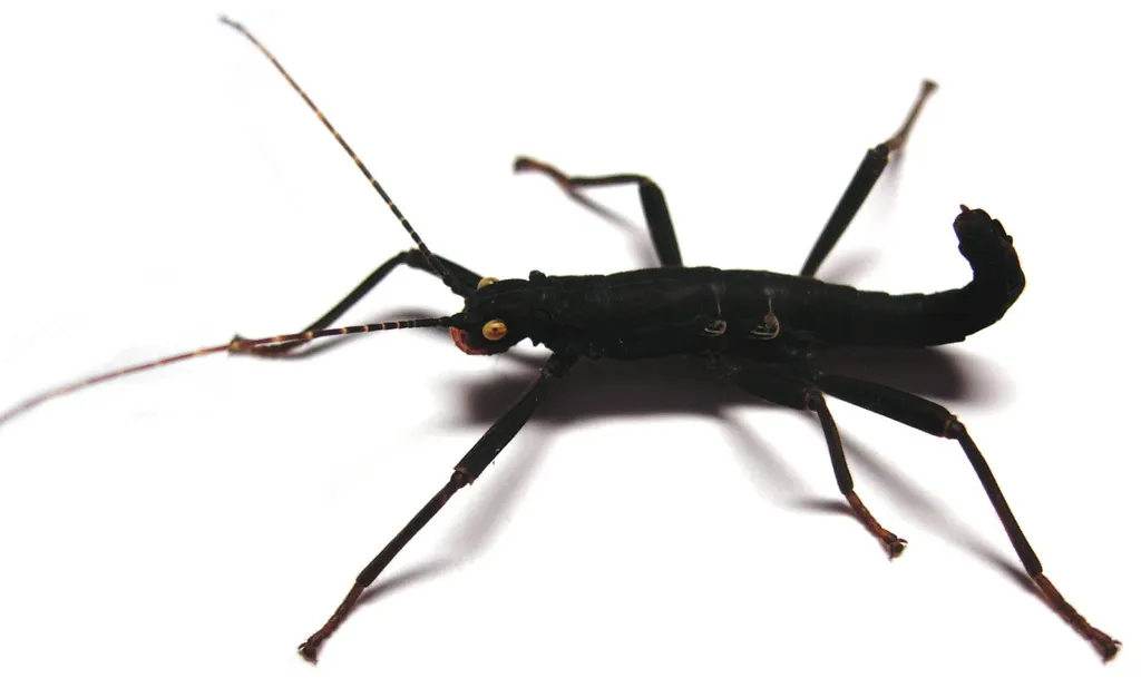 Peruphasma schultei