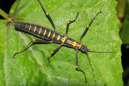 Peruphasma transversatum