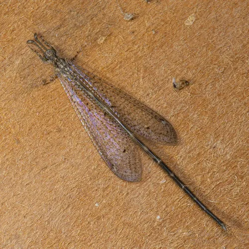 Peruveleon dorsalis
