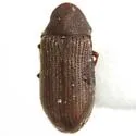 Petalium alaseriatum