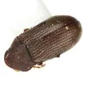 Petalium alaseriatum - photo 2