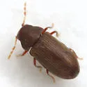Petalium alaseriatum - photo 3