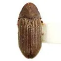 Petalium alternatum