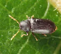 Petalium bistriatum - photo 2