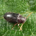 Petalium bistriatum - photo 3