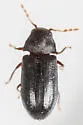 Petalium bistriatum - photo 4