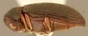 Petalium californicum - photo 2