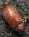 Petalium debile