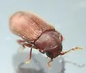 Petalium debile - photo 3