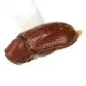 Petalium debile - photo 5