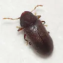 Petalium incisum
