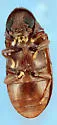 Petalium incisum - photo 2