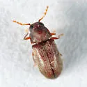 Petalium incisum - photo 4